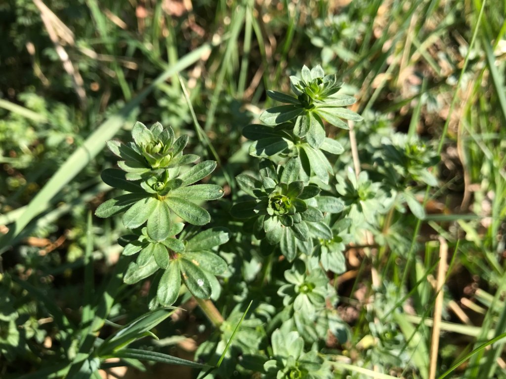Wiesenlabkraut Galium mollugo