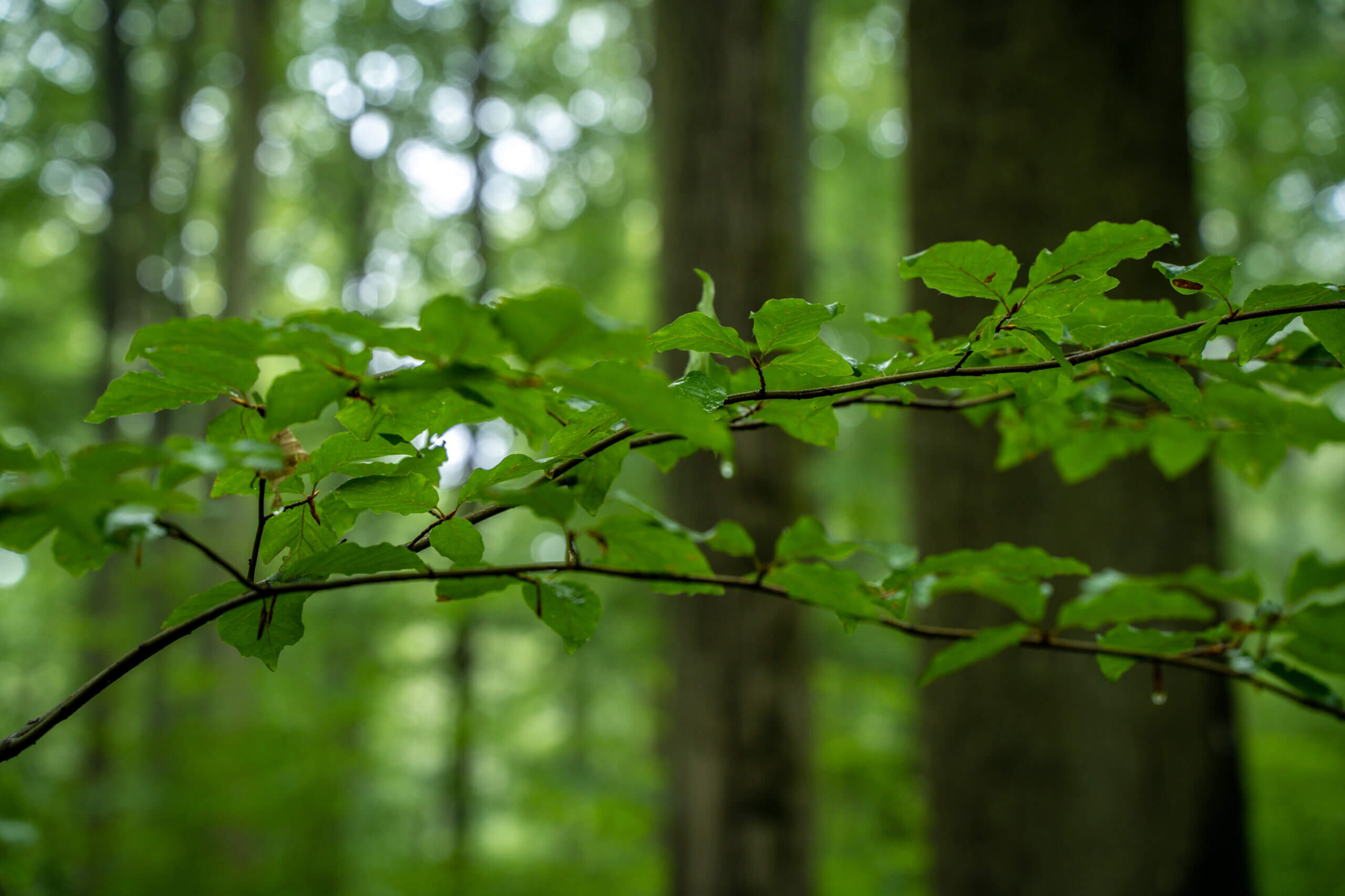Engagiere dich für Wald und Natur – kostenfrei
