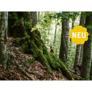 Lernen vom echten Urwald